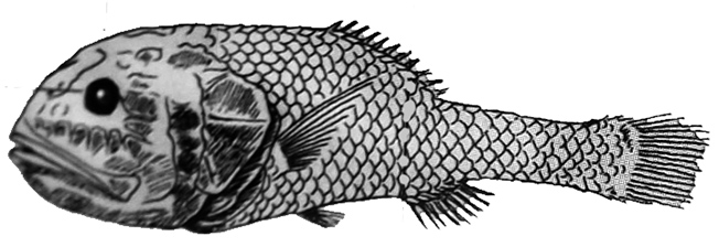 Scopeloberyx rubriventer_01.jpg